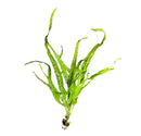 Java Fern Trident - AquaticMotiv