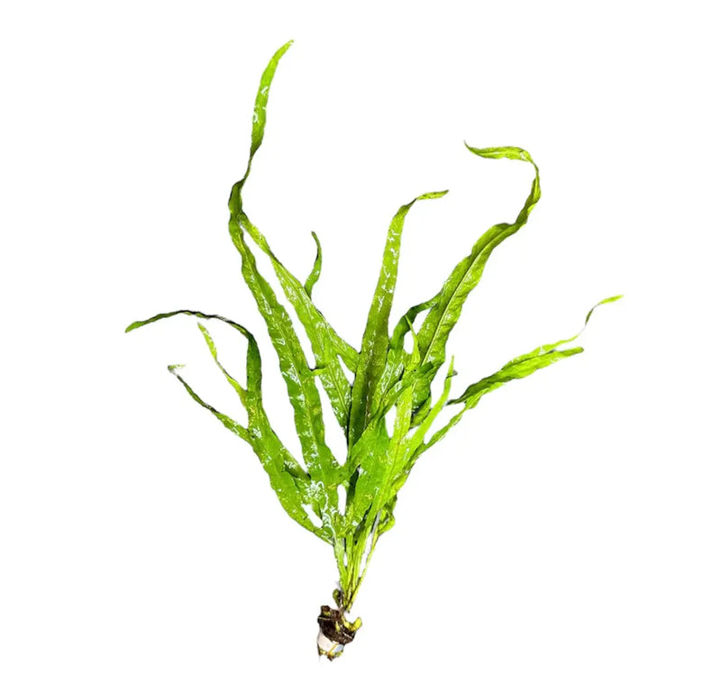 Java Fern Trident Lush Three Tip Variety | Aquatic Motiv