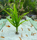 Java Fern Trident - AquaticMotiv