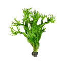 Java Fern Windelov with intricate green fronds and dark roots for aquariums
