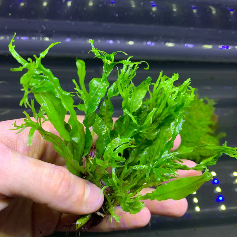 Lacey Java Fern Windelov with delicate green fronds and roots for aquariums