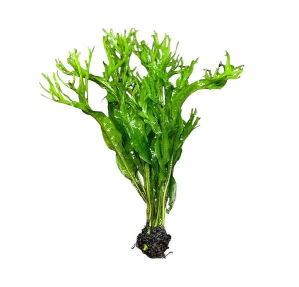 Lacey Java Fern Windelov with green leaves and dark roots for aquariums