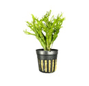 Java Fern Windelov in black plastic drainage pot