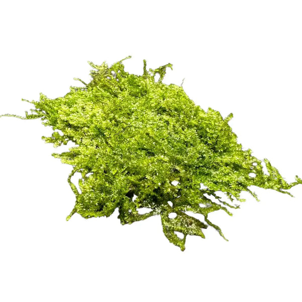 Aquarium Moss Varieties for Natural Texture and Growth | Aquatic Motiv