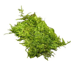 Vibrant green Java Moss Taxiphyllum barbieri with delicate fronds