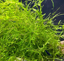 Vibrant green Java Moss (Taxiphyllum barbieri) with feathery leaves
