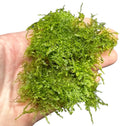 Green Java Moss (Taxiphyllum barbieri) portion, soft natural aquarium decor