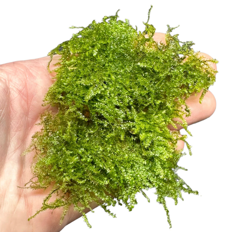 Java Moss (Taxiphyllum Barieri) Portion - AquaticMotiv