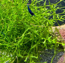 Java Moss with blue fish in aquatic setup with green plants and red gravel