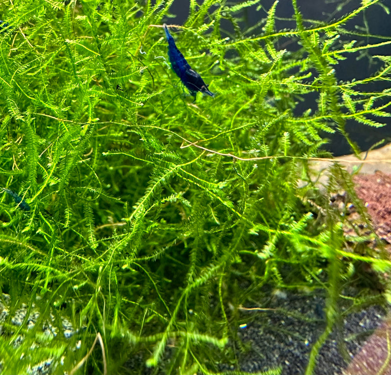 Java Moss (Taxiphyllum Barieri) Portion - AquaticMotiv