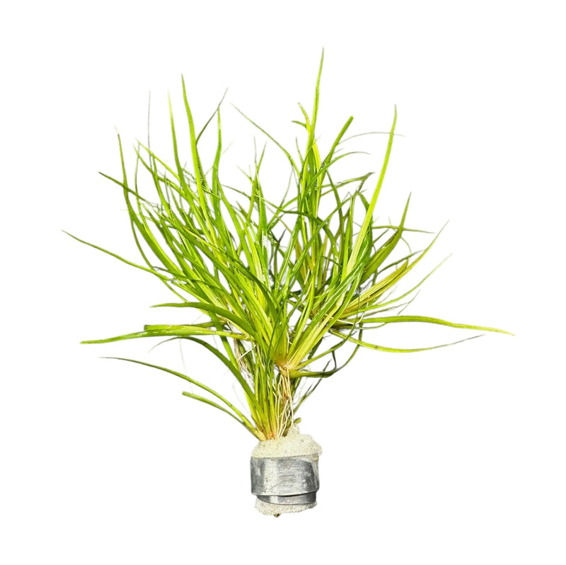 Juncus Repens - [AquaticMotiv]