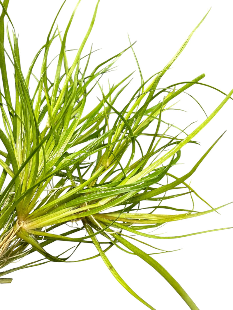 Juncus Repens - [AquaticMotiv]