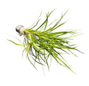 Juncus Repens air plant with green leaves on silver metal hook