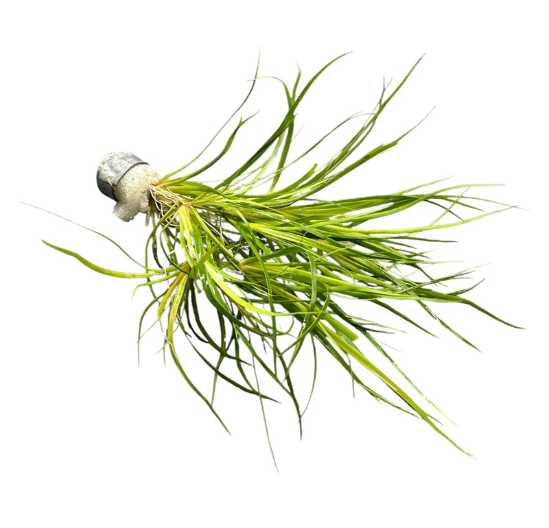 Juncus Repens - [AquaticMotiv]