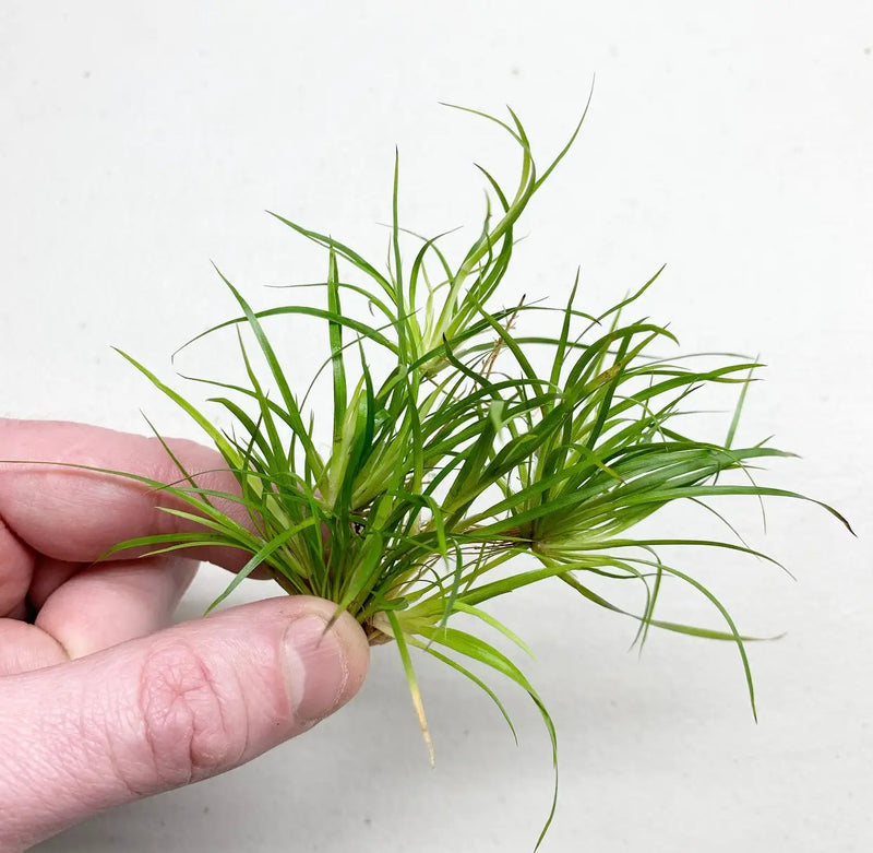 Juncus Repens Portion Ready to Plant Aquarium Greenery | Aquatic Motiv