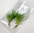Green Juncus Repens grass seedling in clear plastic bag for gardening