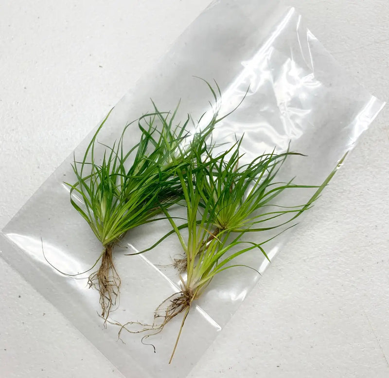 しらす様 Aquatic Division the Commoner Juncus Repens Portion Ready to Plant Aquarium Greenery | Aquatic Motiv