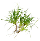 Juncus Repens portion with green grass plant and roots, natural material