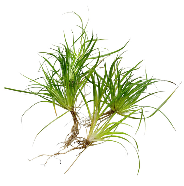 Juncus Repens Portion - AquaticMotiv