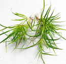 Juncus Repens portion: green grass plant with thin blades and roots