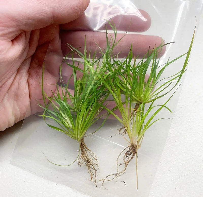 Juncus Repens Portion Ready to Plant Aquarium Greenery | Aquatic Motiv