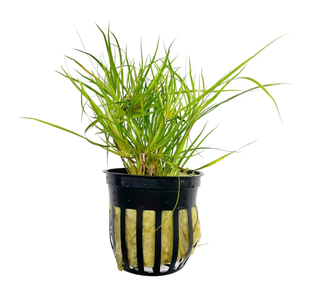potted live plants Juncus Repens Potted Live Aquarium Plant