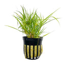 Juncus Repens green aquatic plant in black pot with yellow sponge base for aquariums