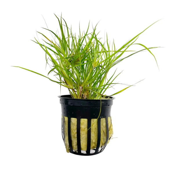 Juncus Repens green aquatic plant in black pot with yellow sponge base for aquariums