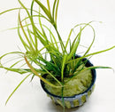 Potted Juncus Repens green grass-like plant in black pot with striped base