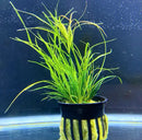 Juncus Repens green aquatic plant in black pot with yellow base for aquariums