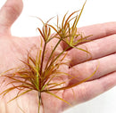 Miniature Juncus Repens Red Form plant with orange yellow hues for aquariums
