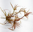 Red form Juncus Repens artificial palm leaf in brown green for aquarium