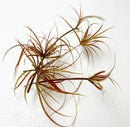 Juncus Repens Red Form portion: brown green grass-like plant on white background