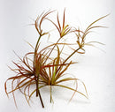 Juncus Repens Red Form artificial grass plant with red and green plastic blades