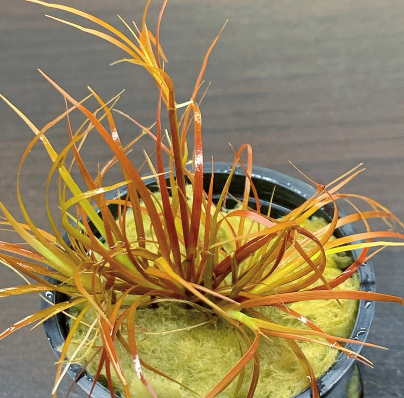 Juncus Repens 'Red Form' Pot - AquaticMotiv