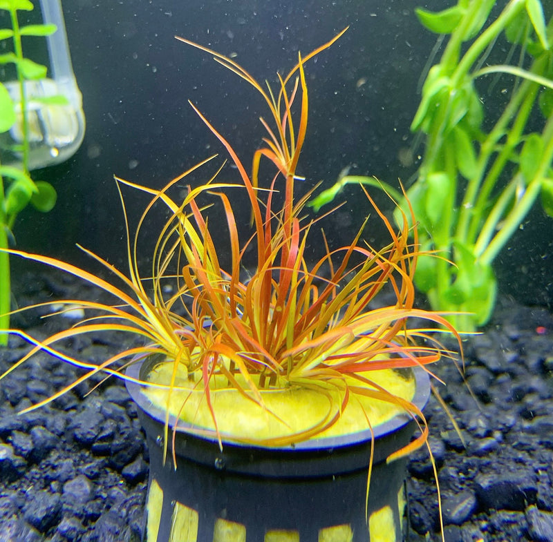Juncus Repens 'Red Form' Pot - AquaticMotiv