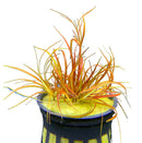 Juncus Repens Red Form: orange yellow grass-like plant in black pot