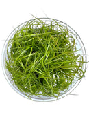 Juncus Repens Tissue Culture - [AquaticMotiv]