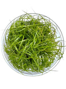 Juncus Repens tissue culture bowl with vibrant green aquatic plants