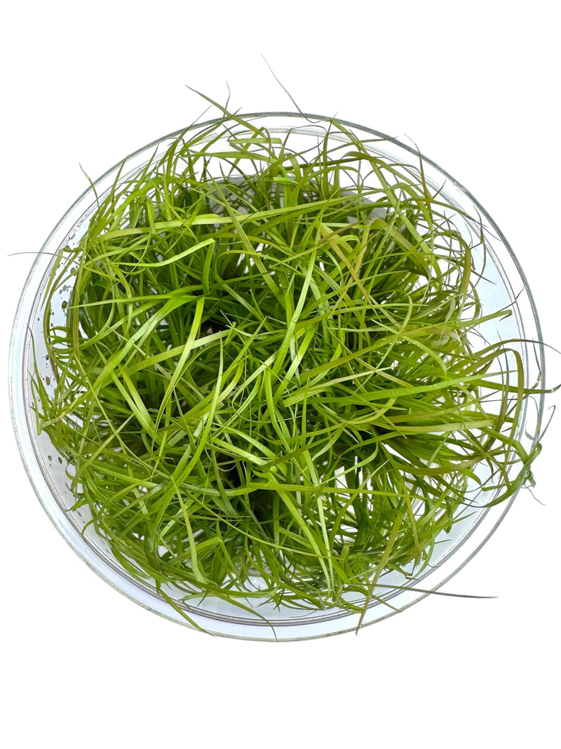 Juncus Repens Tissue Culture - [AquaticMotiv]