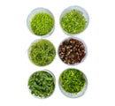 Six clear glass bowls with Juncus Repens aquatic plants in greens and red-brown