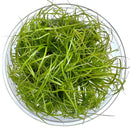 Juncus Repens Tissue Culture - [AquaticMotiv]