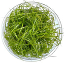 Fresh green Juncus Repens aquatic grass in clear glass container