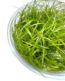 Juncus Repens Tissue Culture: vibrant green strands in clear glass bowl