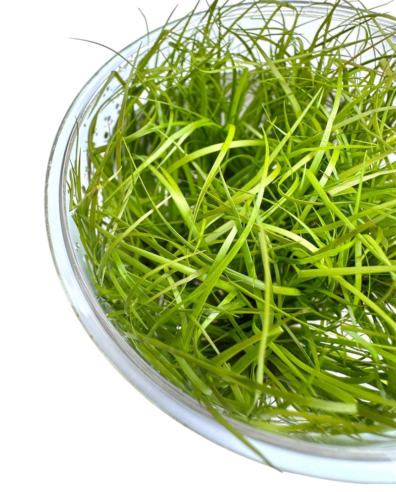 Juncus Repens Tissue Culture - [AquaticMotiv]