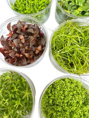 Clear glass bowls of vibrant green and burgundy Juncus Repens plants