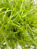 Juncus Repens Tissue Culture - [AquaticMotiv]