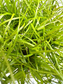 Vibrant slender green blades of Juncus Repens Tissue Culture grass