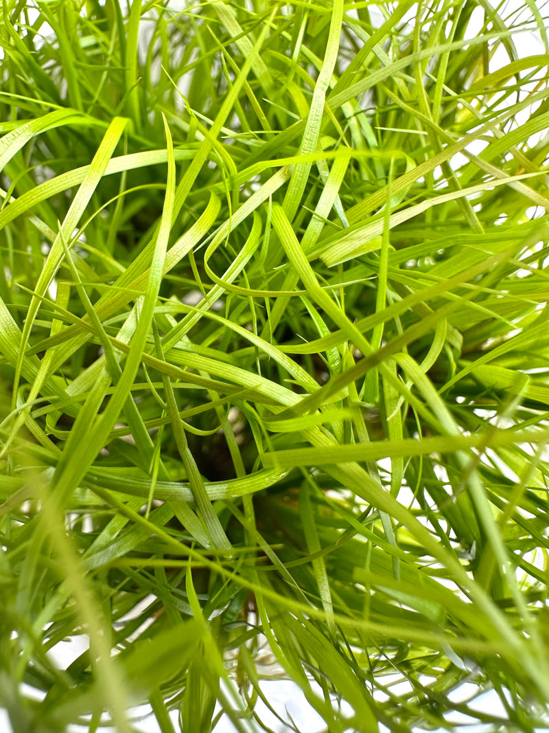 Juncus Repens Tissue Culture - [AquaticMotiv]