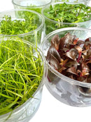 Clear glass bowls with Juncus Repens tissue culture aquatic plants
